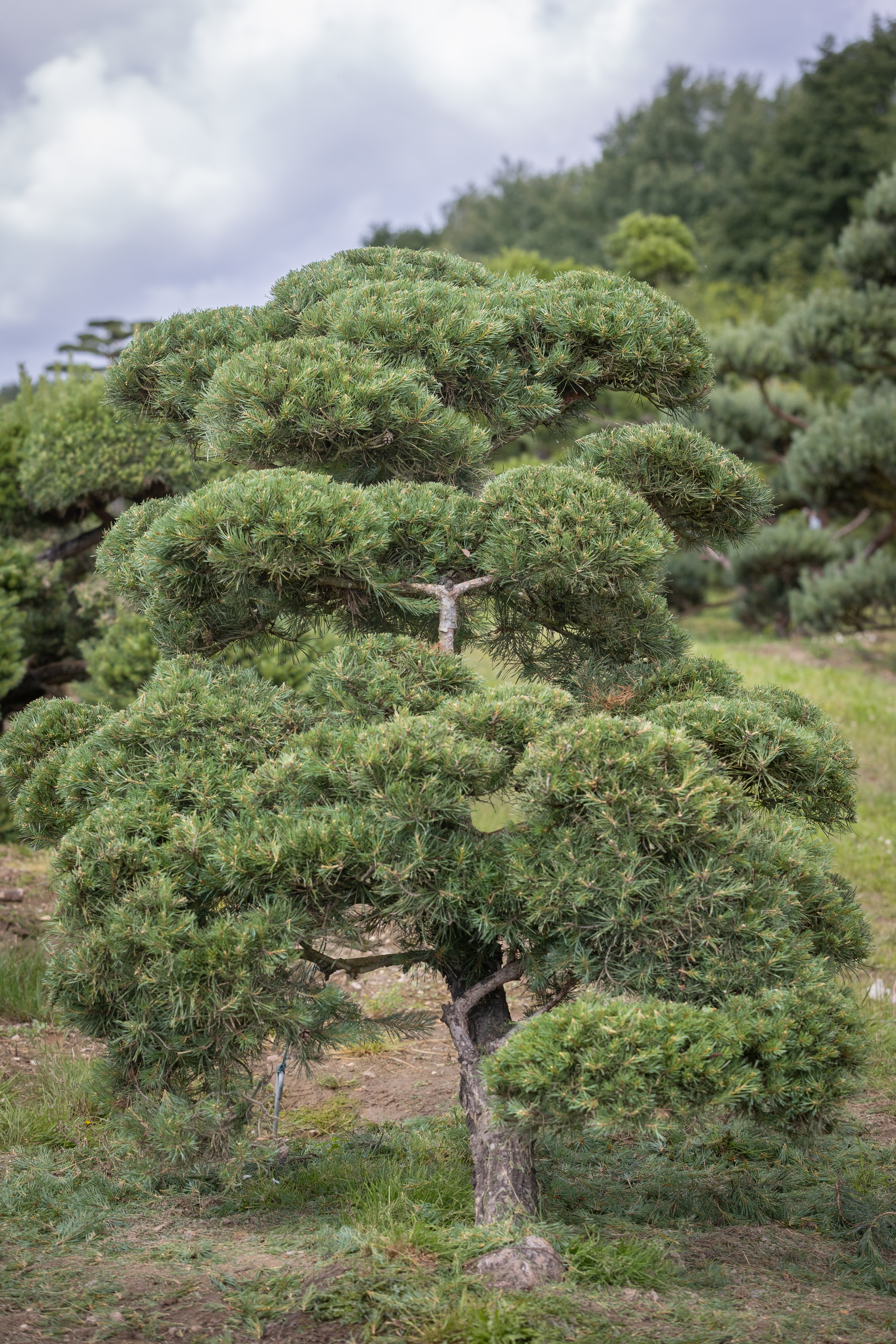 Pinus sylvestris Windflüchter Bonsai 
